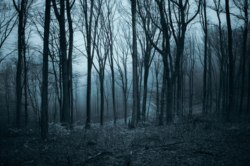 dark scary woods on halloween night