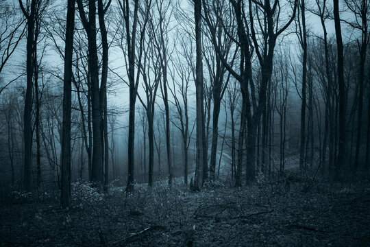 dark scary woods on halloween night © andreiuc88