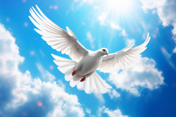 Obraz premium white dove flying in the sky