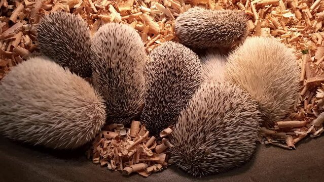 African dwarf hedgehogs, white-bellied, mobile video, with cubs, horizontal video,