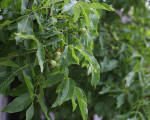 Volyn walnut, a green tree in summer, many leaves. A light breeze sways the leaves on the tree