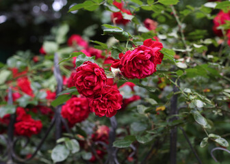 A bush of red roses. In the summer there are many red roses, they are already overripe. Beauty at home and joy for a woman. A gift for March 8 or St. Valentine's Day
