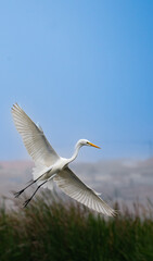 Garza Pantanos de Villa