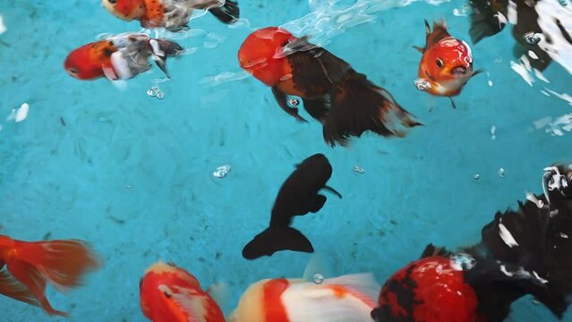 Video of koi fish They swim together beautifully.