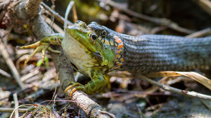 Naklejka premium lizard in the grass