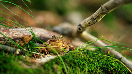 Frosch macht Pause
