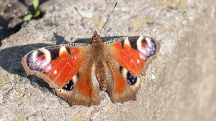 admiral butterfly