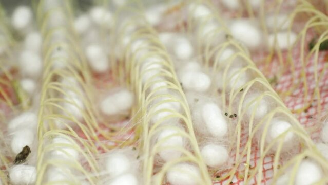 Finished silkworm cocoons are distributed in a grid