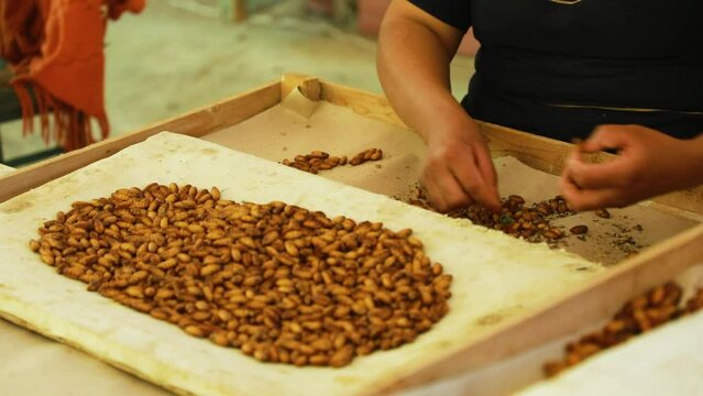Manual sorting of silkworm caterpillars