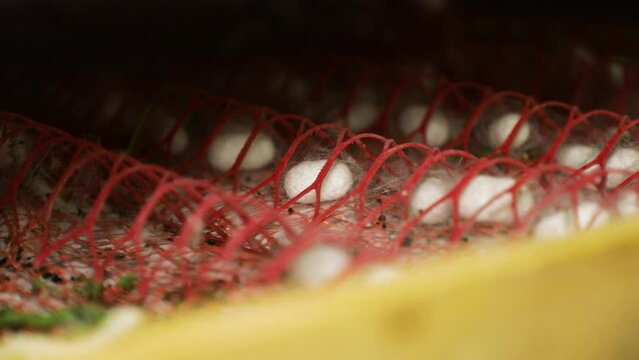 Silkworm cocoons are stored in shelving