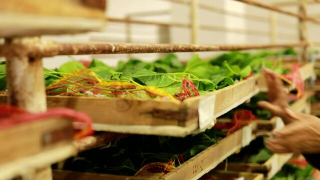 Sorting mulberry leaves for silkworm caterpillars