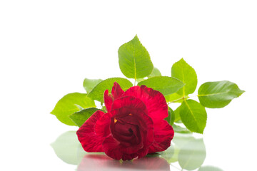 one branch of a red blooming rose, on a white background.