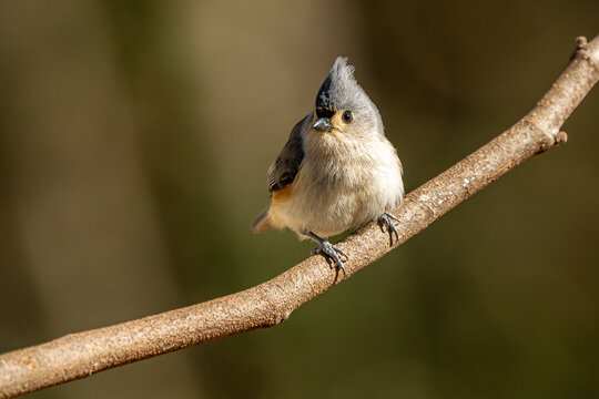 Tufted Titmouse perched on a tree limb