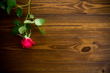 one red beautiful blooming rose on a wooden table