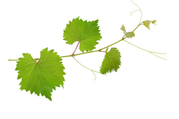Grape leaves vine branch on transparent background, green leaves vine plant, nature frame jungle border, png