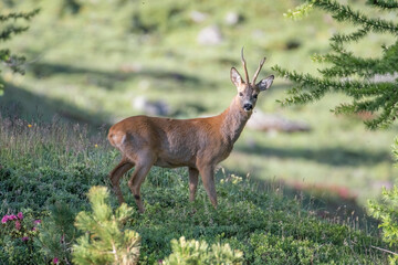 Wild male roe deer or buck (Capreolus capreolus) grazing in an green alpine meadow on a sunny morning in the Italian Alps Mountains, Piedmont.
