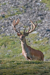 Massive male Red deer or stag (Cervus elaphus) with huge velvet antlers standing in an alpine prairie and looking downstream captured on a sunny morning in the Piedmont Alps mountains, Italy. Wild.
