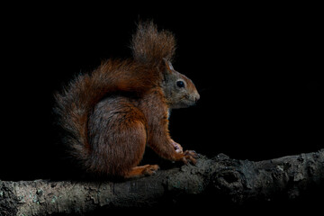 Naklejka na ściany i meble Eurasian red squirrel (Sciurus vulgaris) on a branch. Noord Brabant in the Netherlands. Dark background.