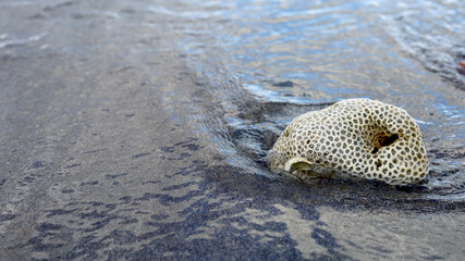 beahc background with seashell on the clean sandy beach against waves