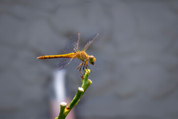 Yellow dragonfly on branch. Globe skimmer, male. On gray background. Pantala flavescens. Globe wanderer, andering glider