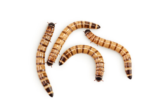 Worms larvae zophobas isolated on white background. Food for exotic animals. Top view. Flat lay