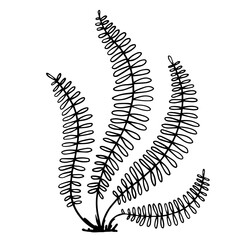 Sketch forest grass fern.Vector graphics.