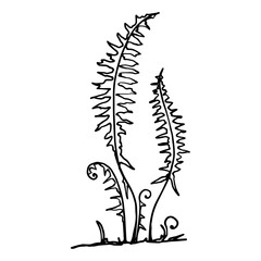 Sketch forest grass fern.Vector graphics.