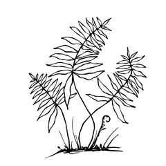 Sketch forest grass fern.Vector graphics.