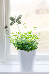 oregano herbs in a pot in window