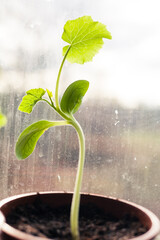 young plant growing in soil by the window spring time