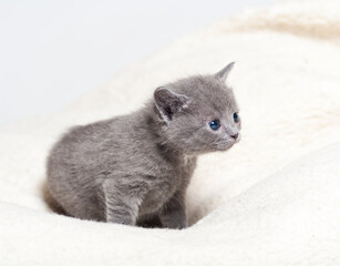 cute gray kitten with blue eyes on white blanket