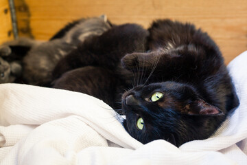black cat nursing kitten