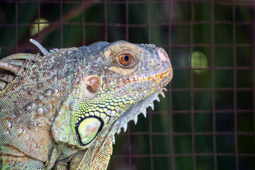 Close up of Iguana selective focus on eye