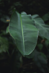 Bali jungle, vegetation, green leaves.