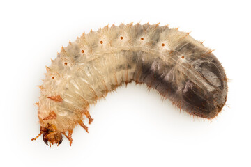 Larva of a may beetle isolated on a white background. Larva of cockchafer