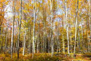 Beautiful golden autumn leaves in a beech tree forest landscape. 