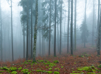 Obraz premium Muted foggy autumn seasonal forest wonderland. 