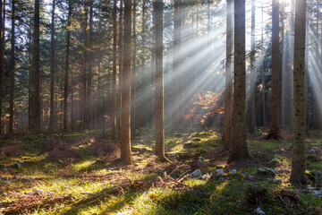 Magic sun beams in autumn forest landscape.
