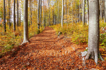 Beautiful path in the forest covered with autumn leaves.