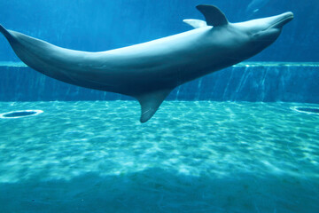 ITALIA-ACQUARIO-GENOVA