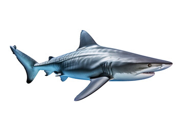 Galapagos shark Carcharhinus galapagensis on transparent background (PNG). Generative AI.