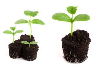 Cucumber seedling in soil isolated on white background