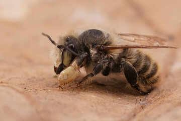 Closeup on a male Coast leafcutter solitary mason bee , Megachile maritima with it's typical thick hind tibia