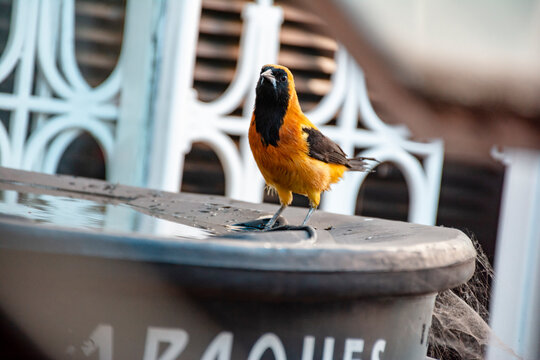 latin american bird known as turpial monta&ntilde;ero, bolsero dorado dorado or toche. bird on the roof. species of the family icteridae native to Colombia. turpial toche. small yellow bird with black wings.