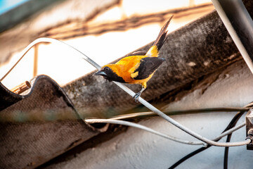 bird singing on the roof of a house. small yellow bird with black wings. small urban canary perched between power lines. latin american bird known as turpial montañero, bolsero dorado or toche. 