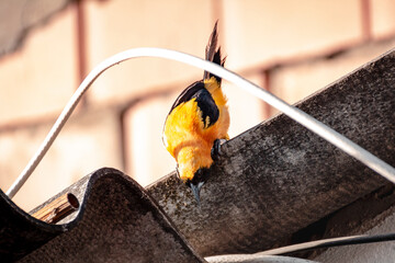 small yellow bird with black wings on the roof of a house. latin american bird known as turpial montañero, bolsero dorado dorado or toche. bird on the roof. species of the family icteridae