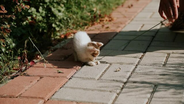 Small stray homeless abandoned white and gray kitten cat playing together in the city park. Lost hungry and forgotten kitten surrounded by green bushes, SPCA rescue