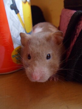 hamster in a tabble
