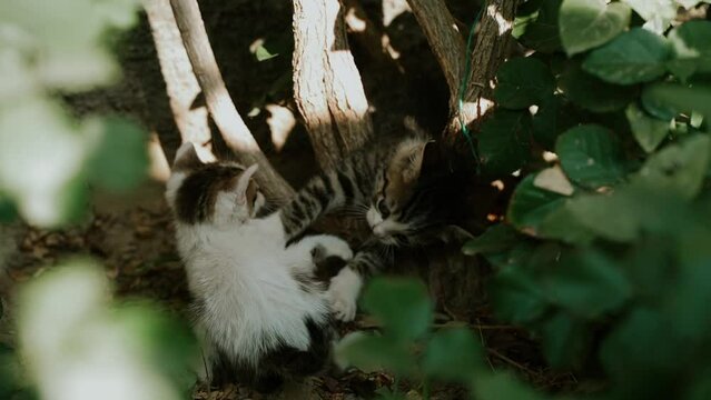 Small stray homeless abandoned white and gray kitten cat playing together in the city park. Lost hungry and forgotten kitten surrounded by green bushes, SPCA rescue