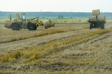 A yellow tractor with the help of a manipulator puts round bales of hay on a trailer. Transportation of hay bales in meta storage and drying. Preparation of feed for cattle